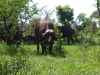 Africa 1 084